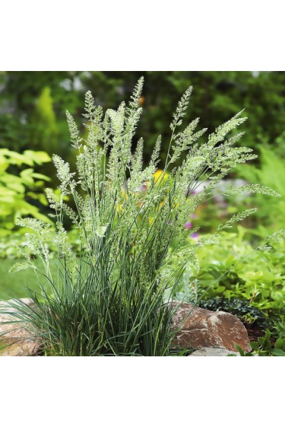 Прозора текстура луговика на клумбі